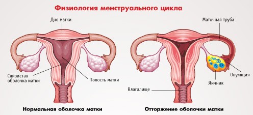 Цикл місячних